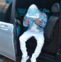 Tracksuit - Image 7